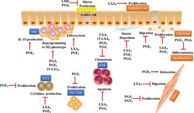 Could Arachidonic Acid-Derived Pro-Resolving Mediators Be a New Therapeutic Strategy for Asthma Therapy?